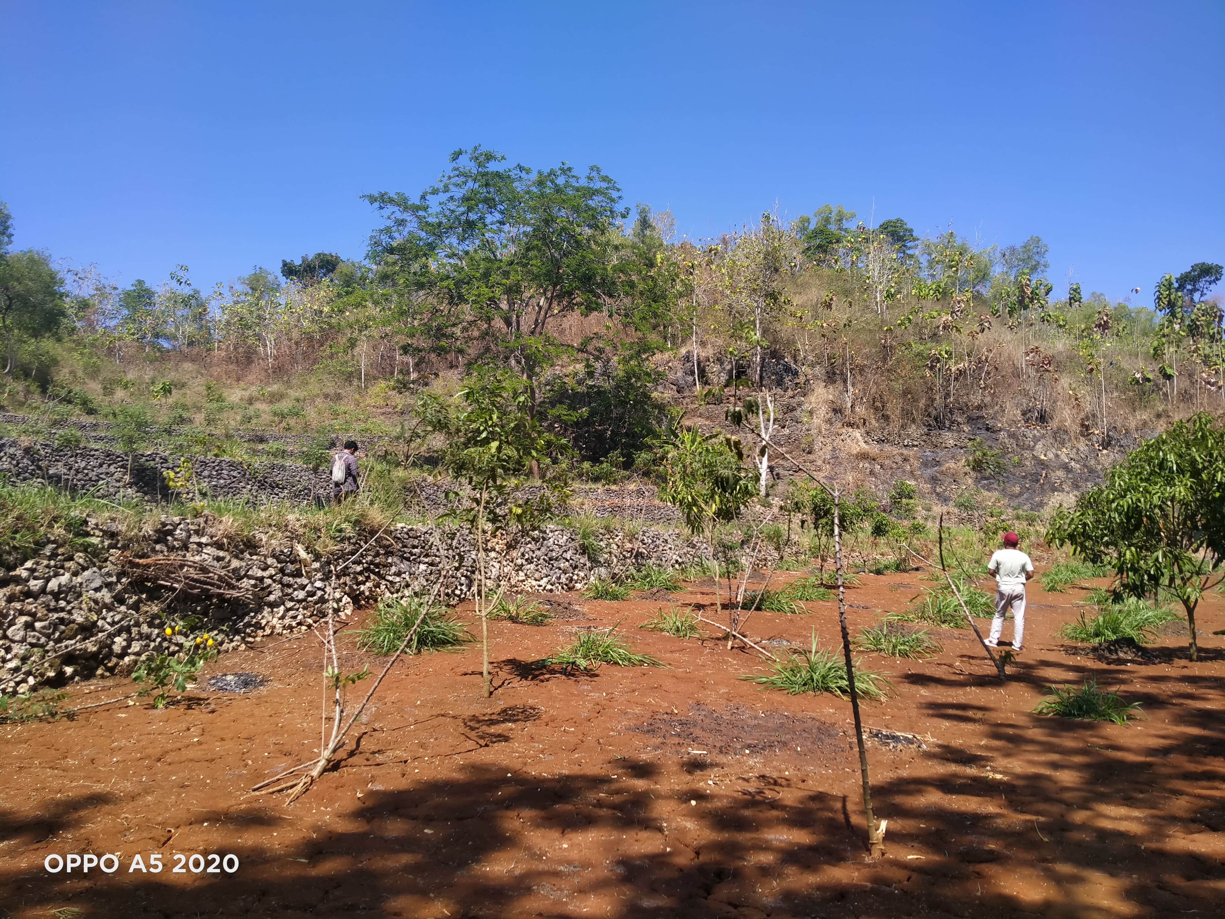Pemetaan Lahan Budidaya Tanaman Buah Di Padukuhan Gangsalan Lor